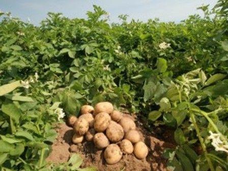 Вирощування картоплі в Україні: витрати, окупність, доходи бізнес ідеї в  2022 році